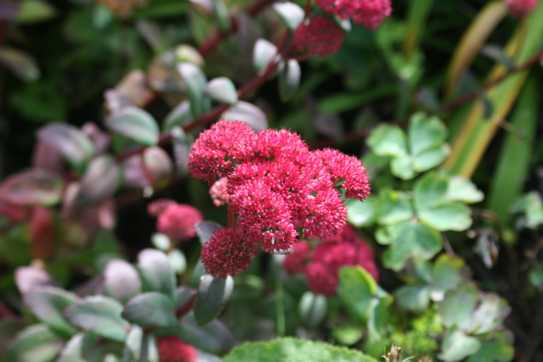 sedum pourpre