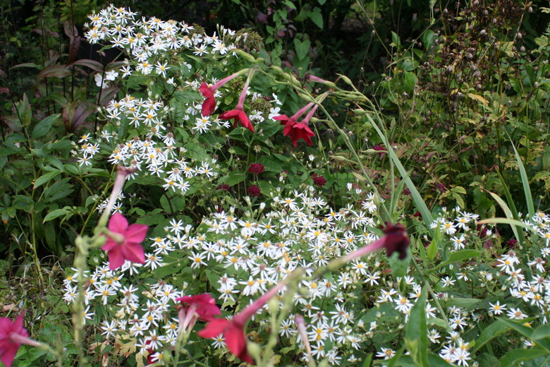 aster et tabac