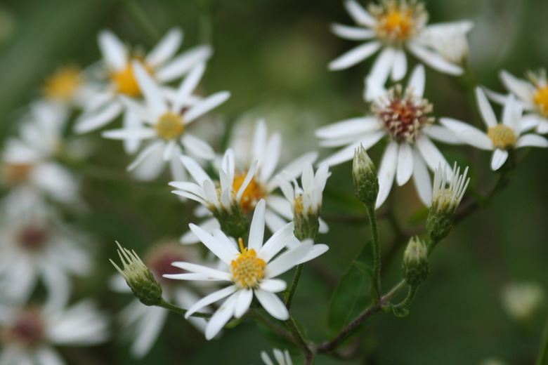 aster divaricatus