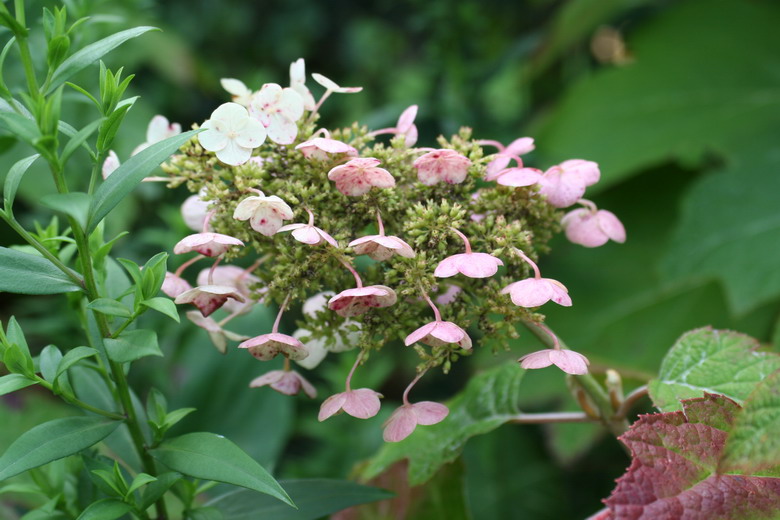 hortensia