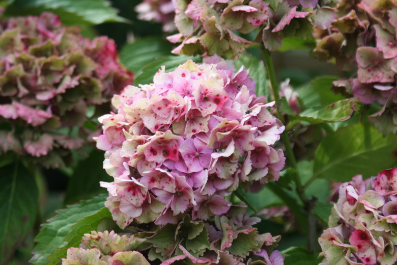 hortensia