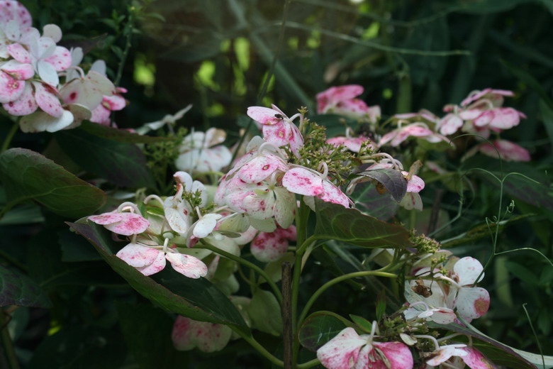 hortensia