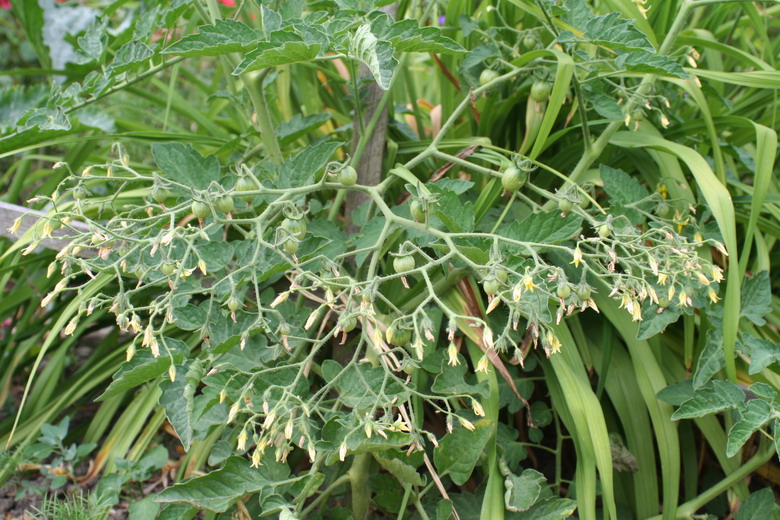 fleur de tomates