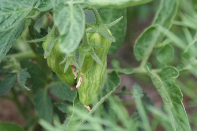 striped peper