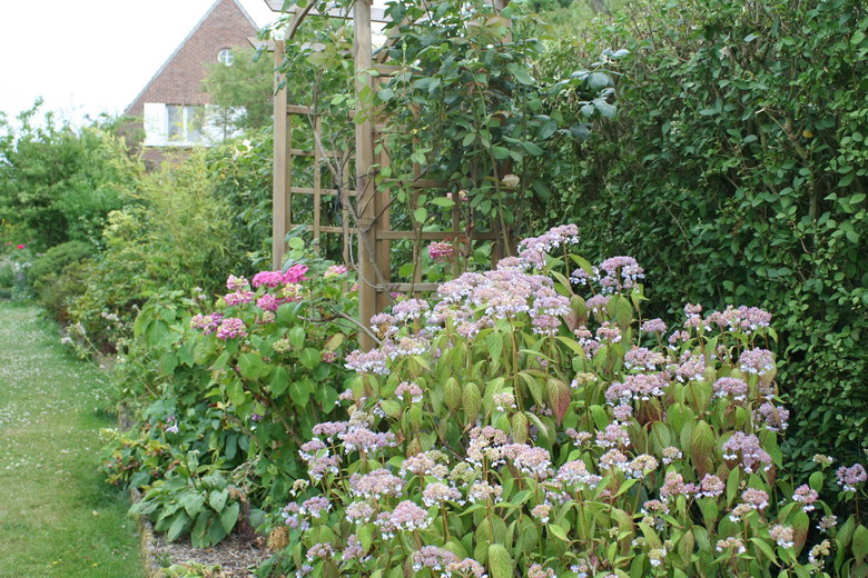 les hortensias