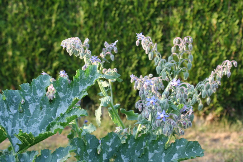 courgettes