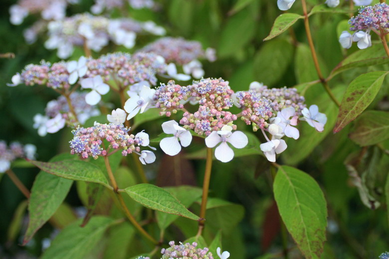 hortensia