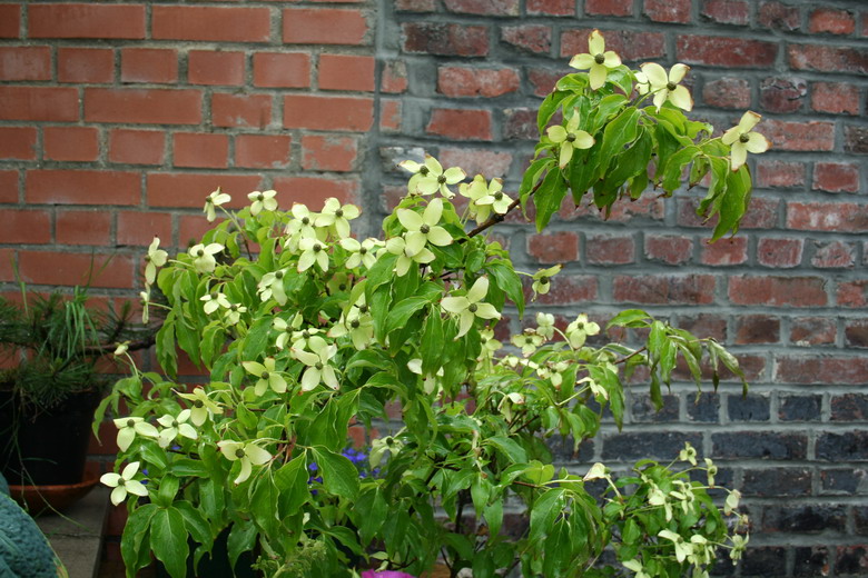 Cornus Kousa