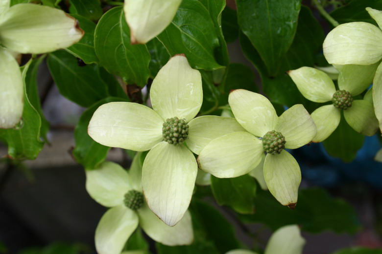 Cornus Kousa "Sunsplash"