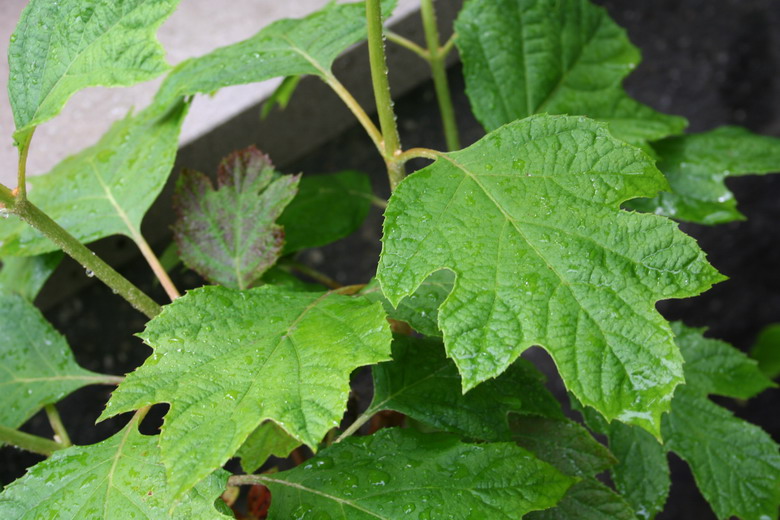 Quercifolia "Snow Flake"