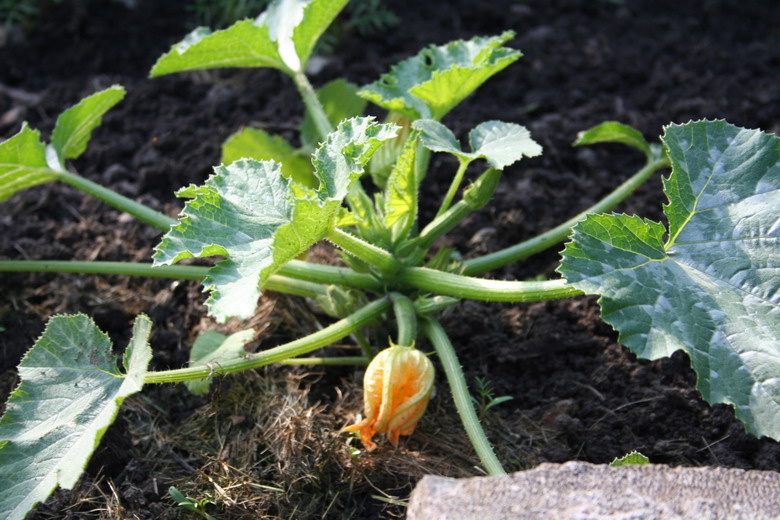 courgettes