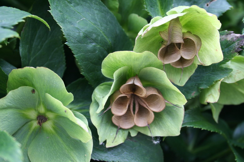 hellebore