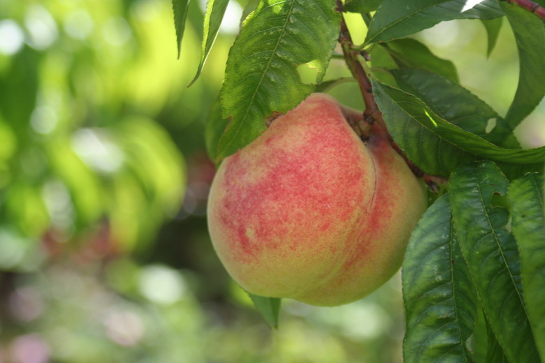 plaisir d'été