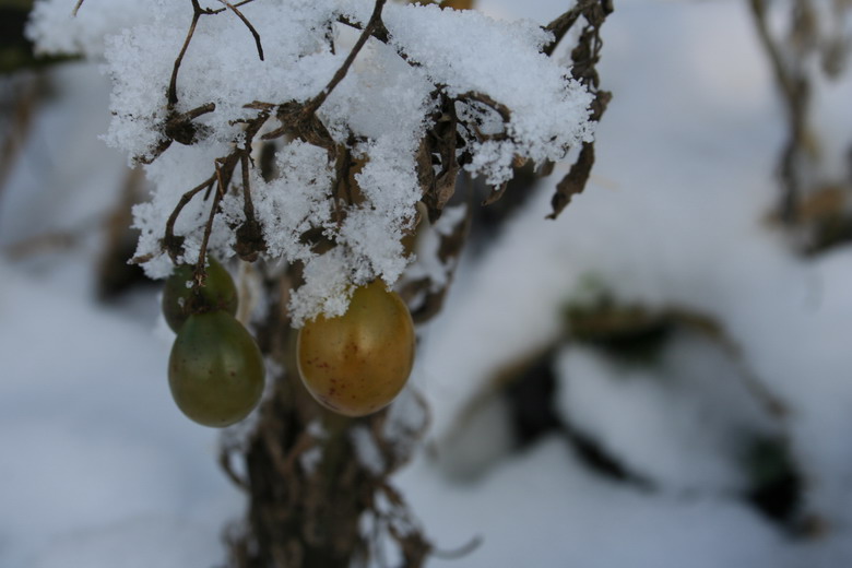 tomates