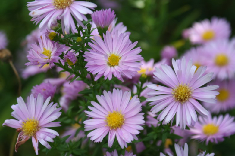 aster mauve pale