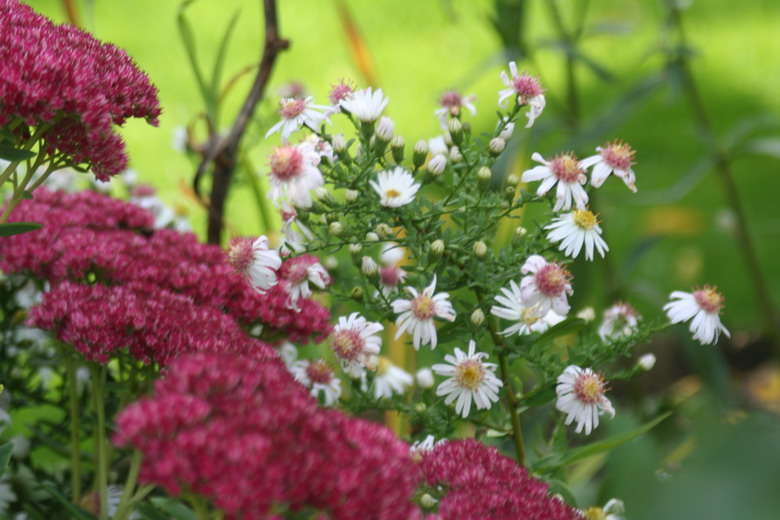 sedum et aster