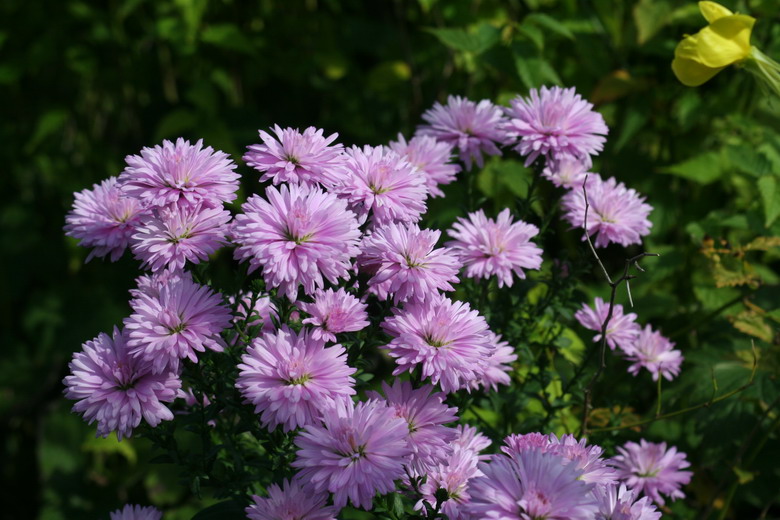 aster