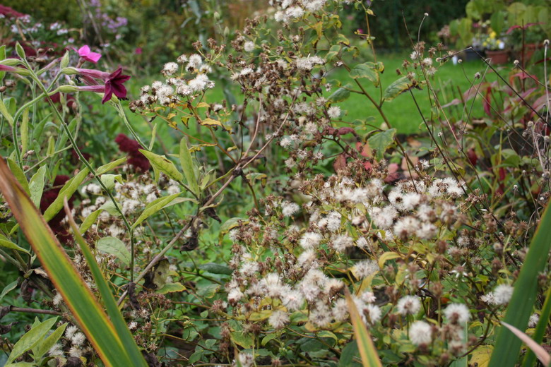 aster divaricatus