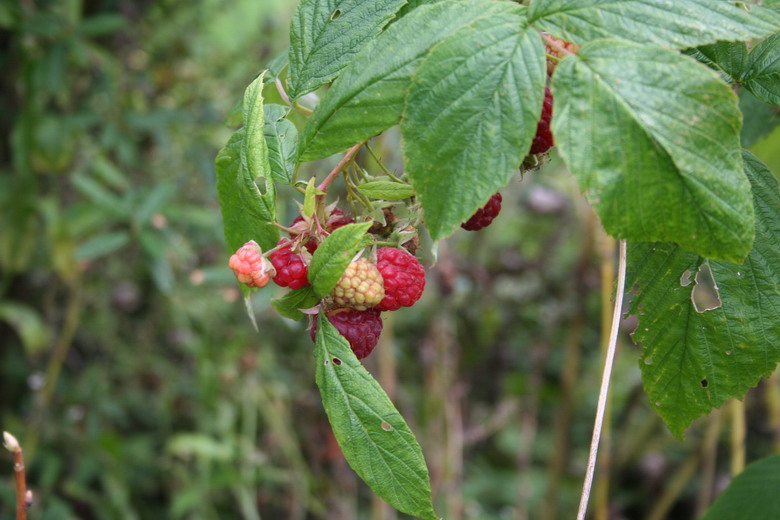 framboise