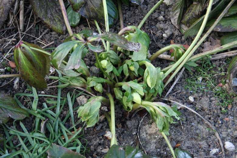 hellebore