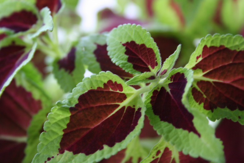 coleus