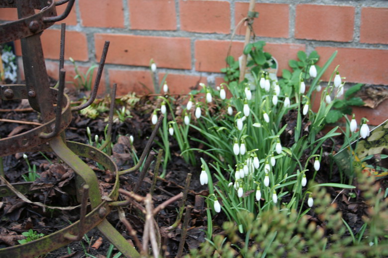 perce-neige