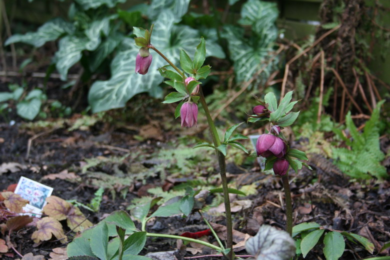 hellebore