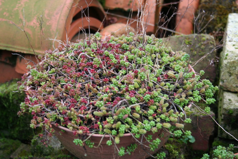 petit sedum