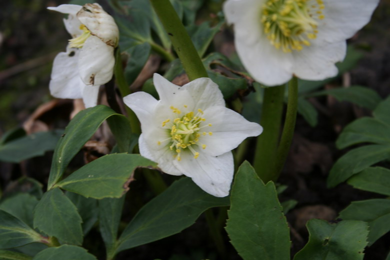 hellebore niger