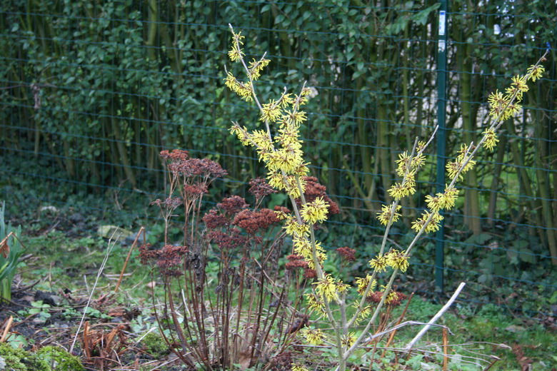 hamamelis