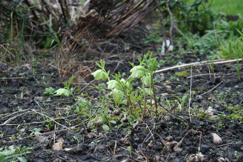 petit hellebore