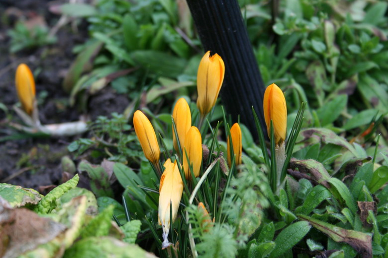 crocus