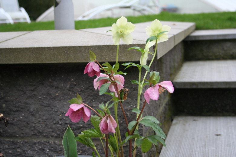 Hellebore