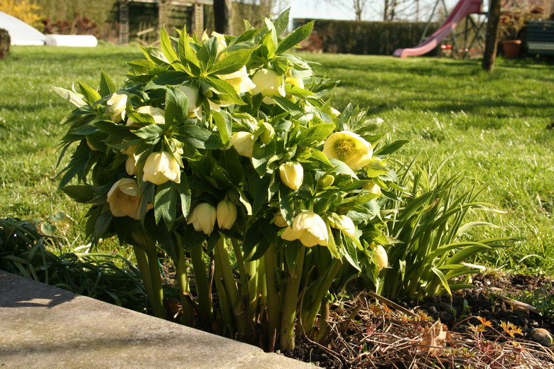 hellebore jaune