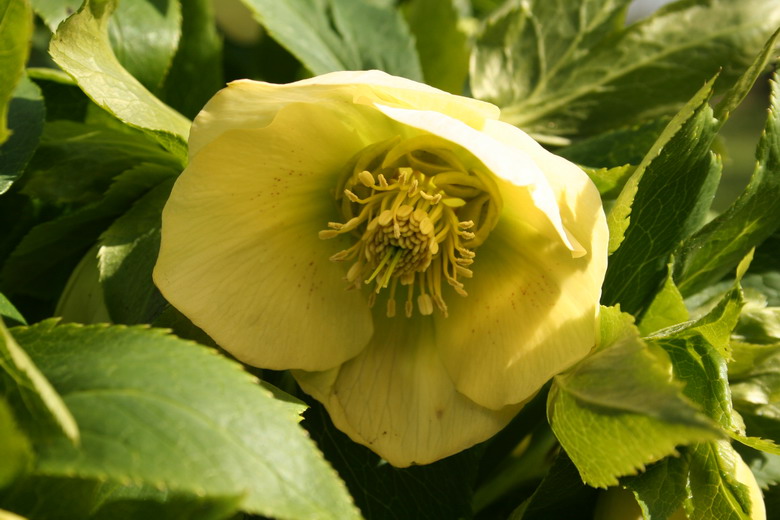 hellebore jaune