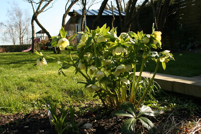 hellebore jaune