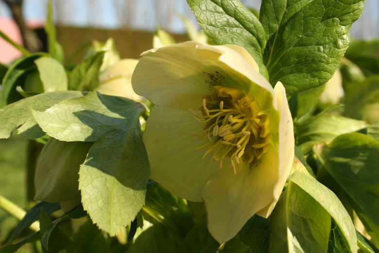 hellebore jaune