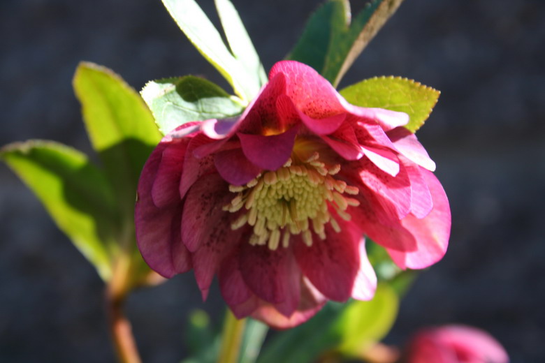 hellebore