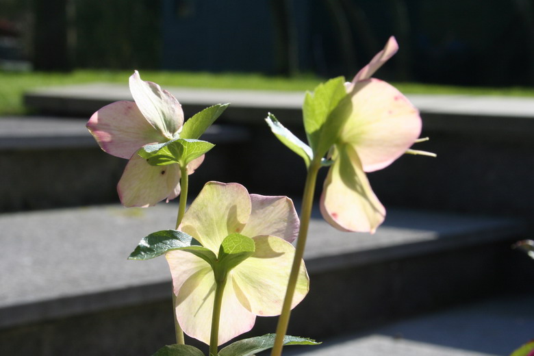 hellebore