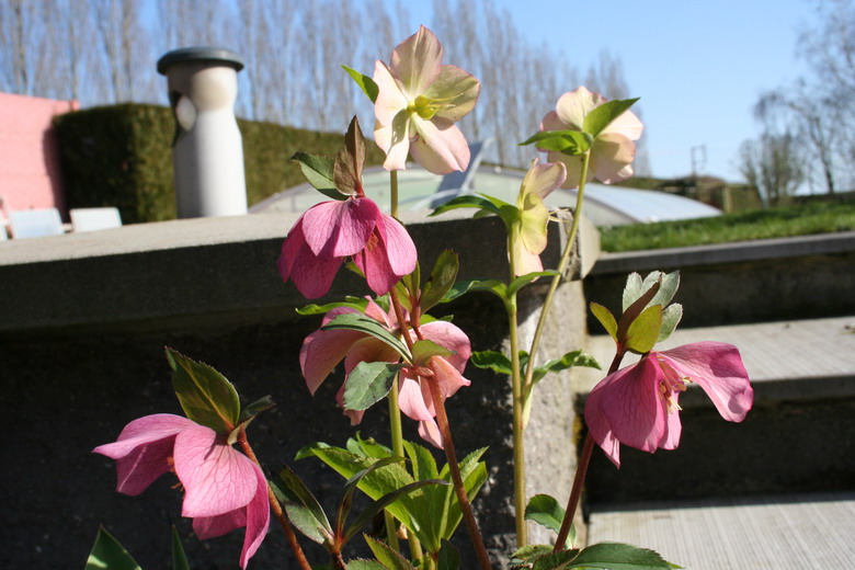 hellebore