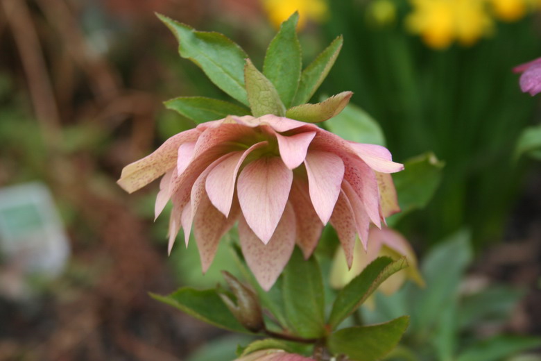 hellebore