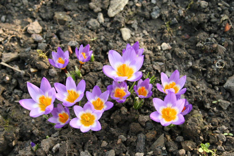 crocus