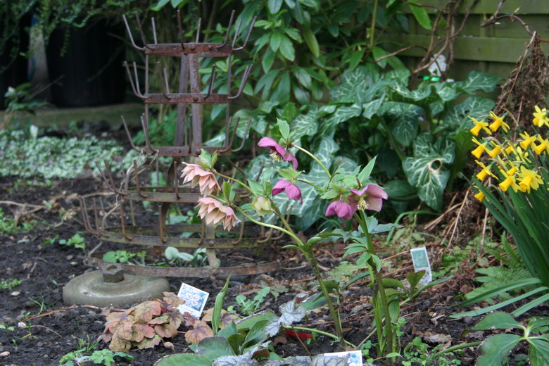 les hellebores