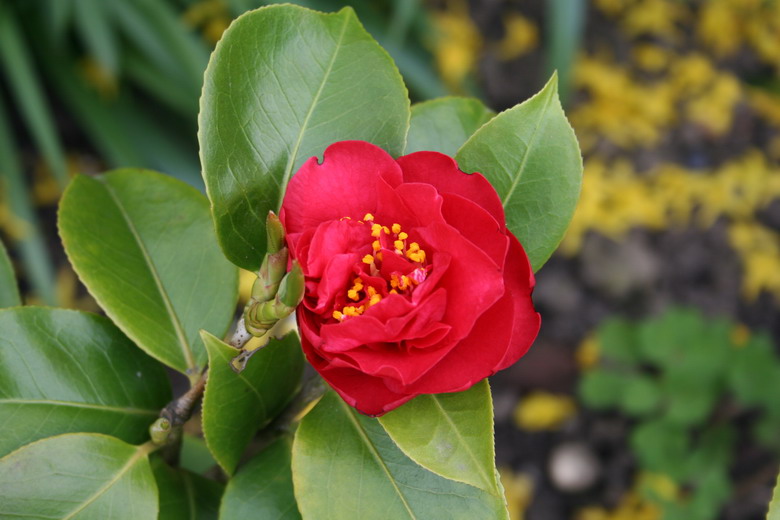 camelia
