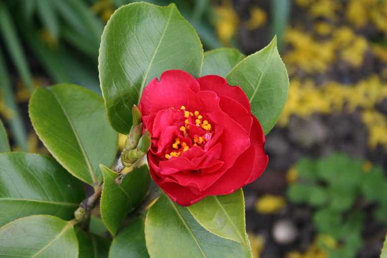 camelia