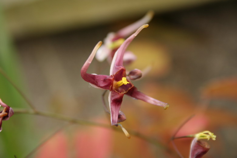 epimedium