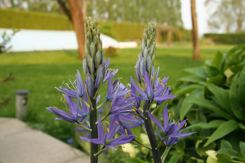 camassia