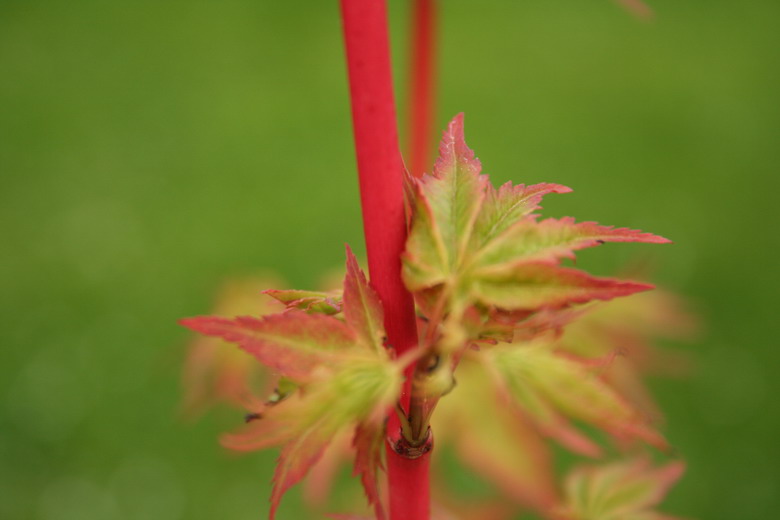 acer palmatum