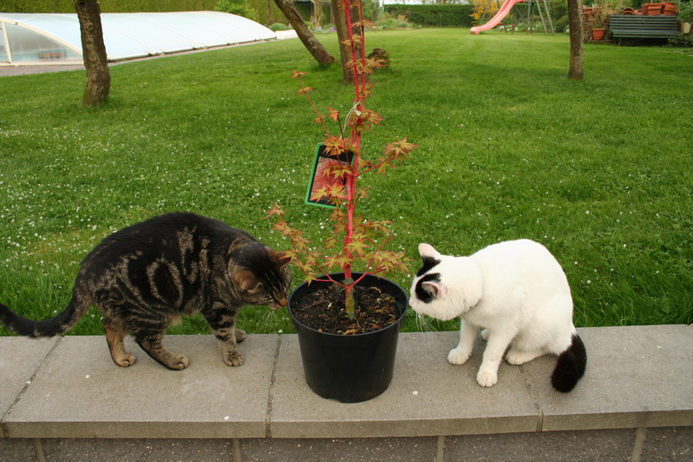 acer palmatum