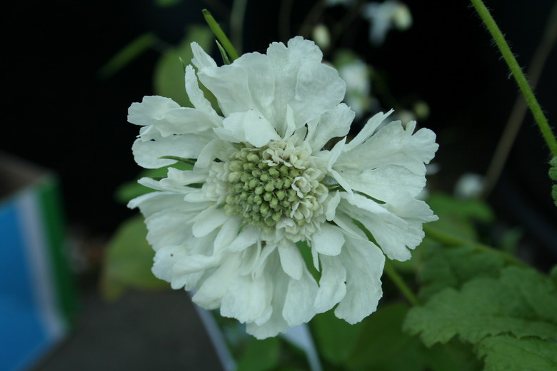 Hellebore